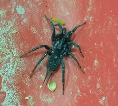 Ischnothele annulata