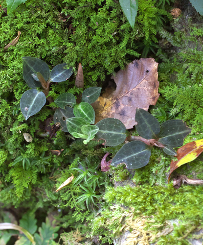 Goodyera biflora iNat (2)