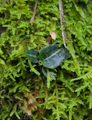 Goodyera biflora