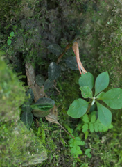 Goodyera biflora