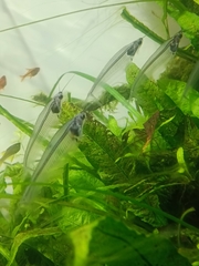 Kryptopterus vitreolus