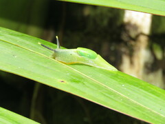 Gaeotis nigrolineata