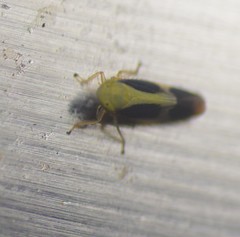 Graminella nigripennis