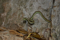 Trimeresurus kuiburi