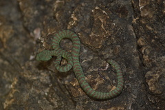 Trimeresurus kuiburi
