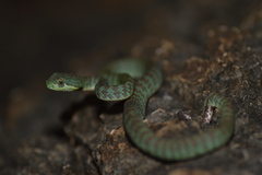 Trimeresurus kuiburi