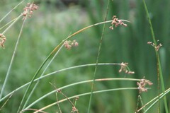 Schoenoplectus