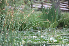 Schoenoplectus