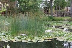 Schoenoplectus