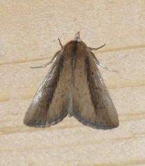 Gabara stygialis