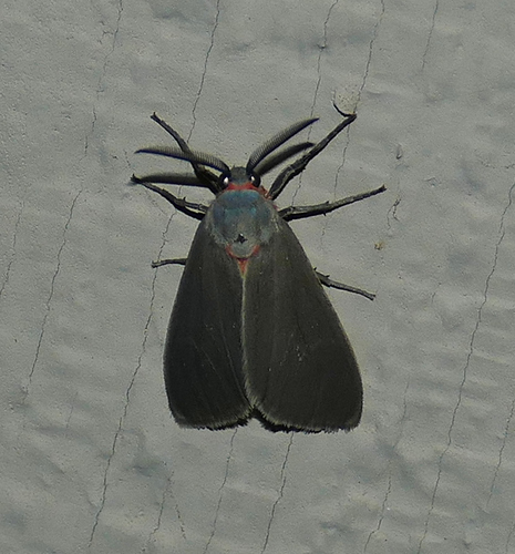 Mouse-colored Euchaetes photo 4