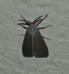 Pygarctia murina