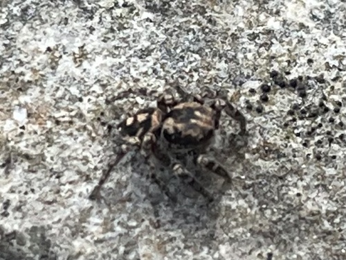Habronattus fallax photo 3