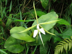 Epidendrum angustilobum