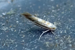 Cameraria hamadryadella