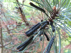 Gilpinia socia