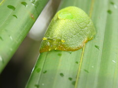 Gaeotis nigrolineata