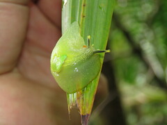 Gaeotis nigrolineata