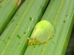 Gaeotis nigrolineata