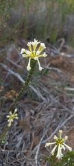 Gnidia chrysophylla