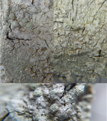 Varicellaria hemisphaerica