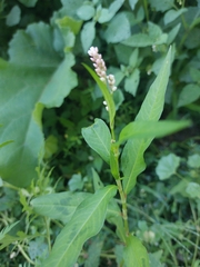 Persicaria barbata