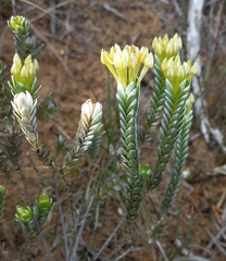 Gnidia chrysophylla