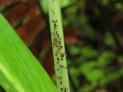 Wasmannia auropunctata