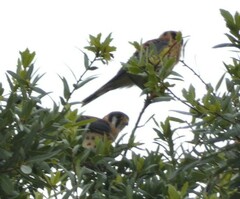 Falco sparverius paulus