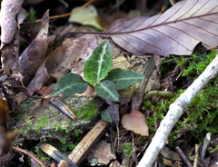 Goodyera biflora