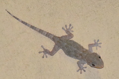 Tarentola mauritanica