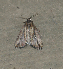 Condica temecula