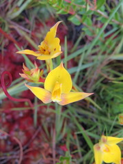 Disa tenuifolia