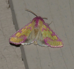 Psectrotarsia suavis