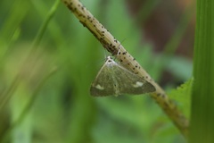 Udea alpinalis