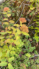 Spiraea stevenii