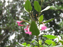 Tabebuia rigida