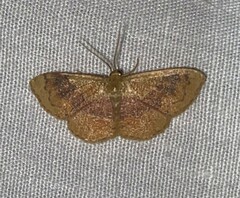 Leptostales ferruminaria