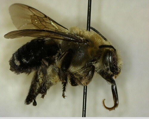 iNaturalist observation photo of Apine Bees