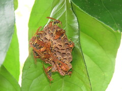 Mischocyttarus phthisicus