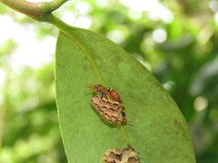 Mischocyttarus phthisicus