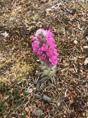Pedicularis lanata