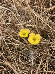 Ranunculus nivalis