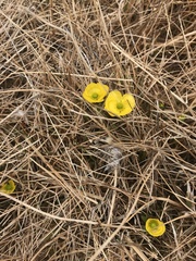 Ranunculus nivalis