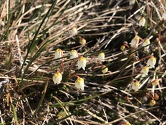 Cassiope tetragona