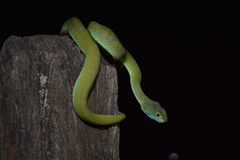 Trimeresurus macrops