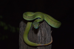 Trimeresurus macrops
