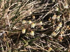 Cassiope tetragona