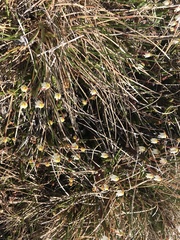 Cassiope tetragona