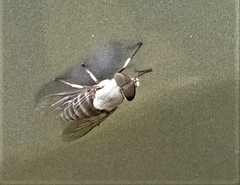 Leucotabanus annulatus